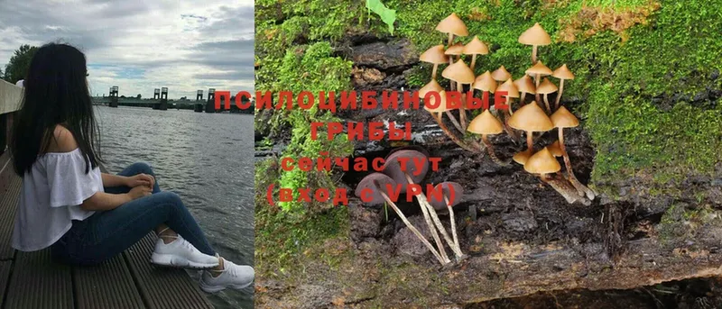 Псилоцибиновые грибы Magic Shrooms  Венёв 